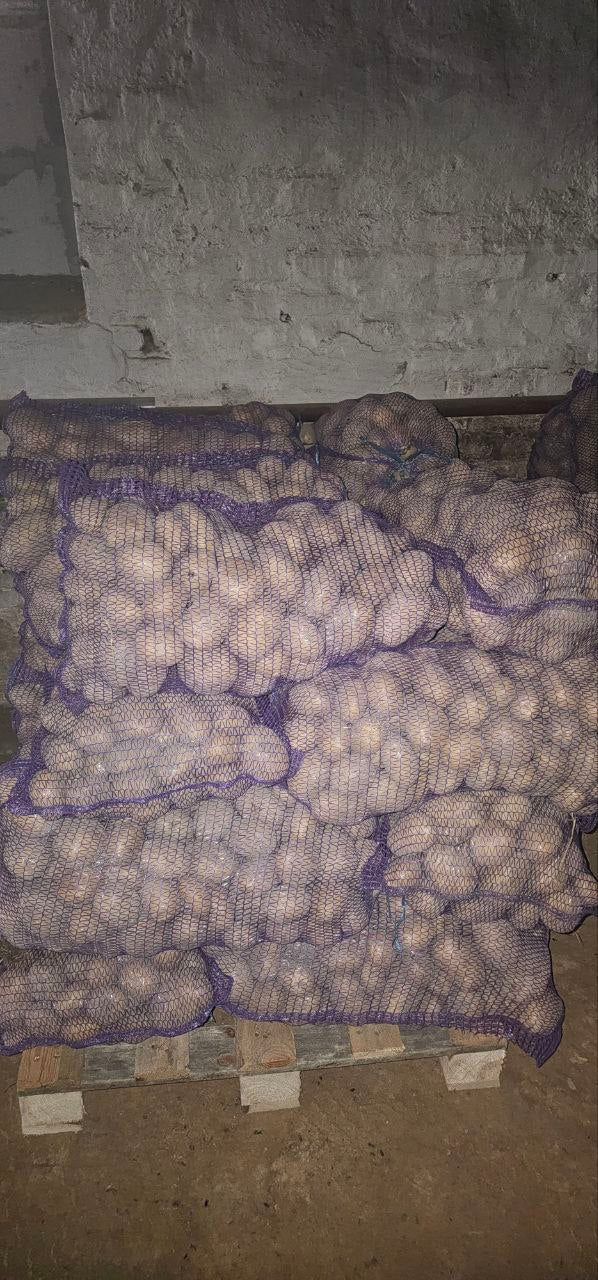 Картофель сорт Коломбо