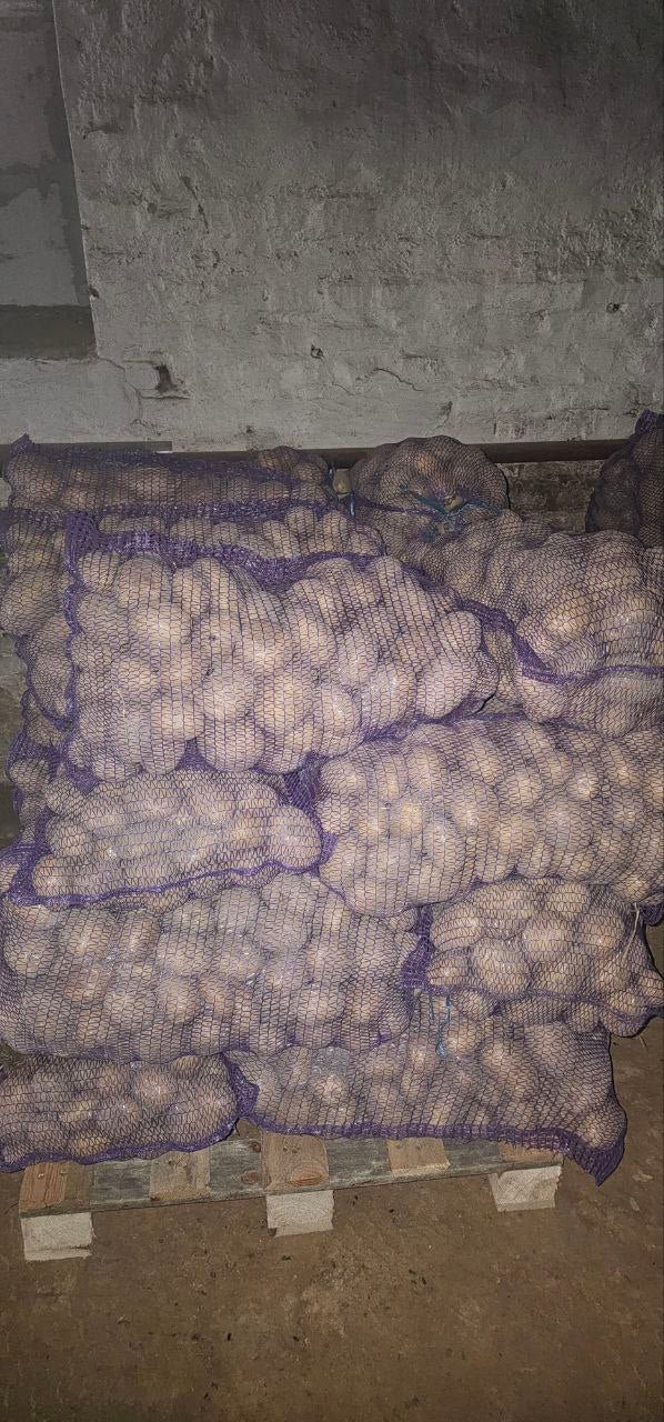 Картопля сорт Коломбо оптом – ТОВ Дар Землі і Води