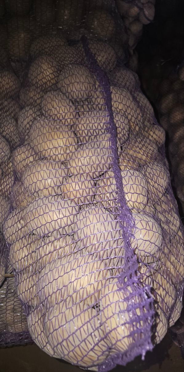 Картофель сорт Коломбо