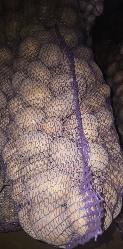 Картофель сорт Коломбо