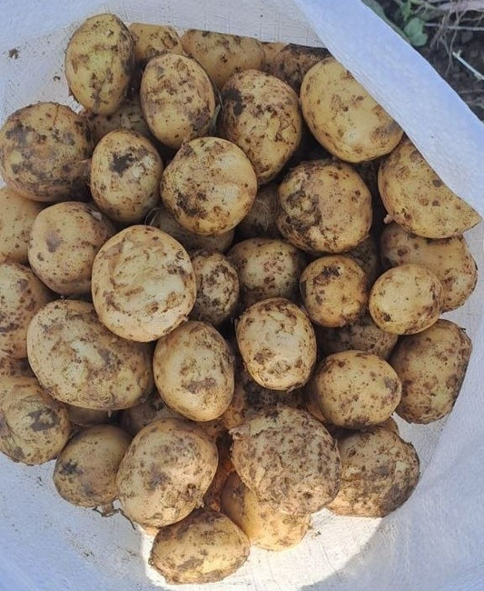 Картопля сорт Арізона оптом
