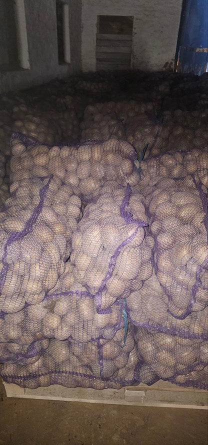 Картофель сорт Коломбо