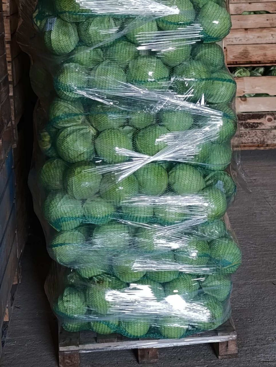 Капуста белокочанная свежая (оптом)