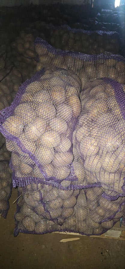 Картофель сорт Коломбо