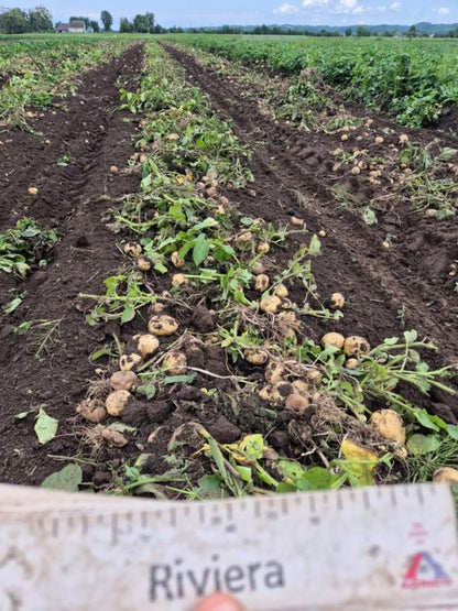 Картопля сорт Рів’єра